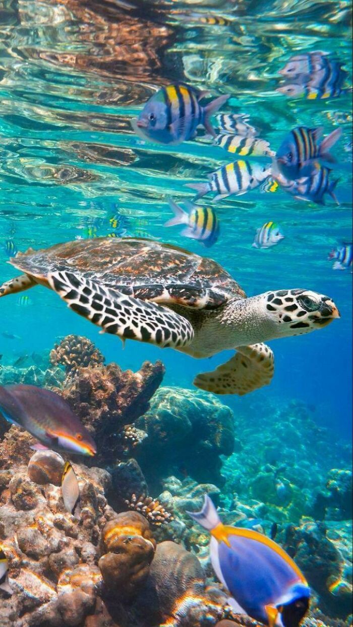 Sea turtle swimming among colorful ocean creatures and coral reef in clear blue water incredible oceans creatures pics