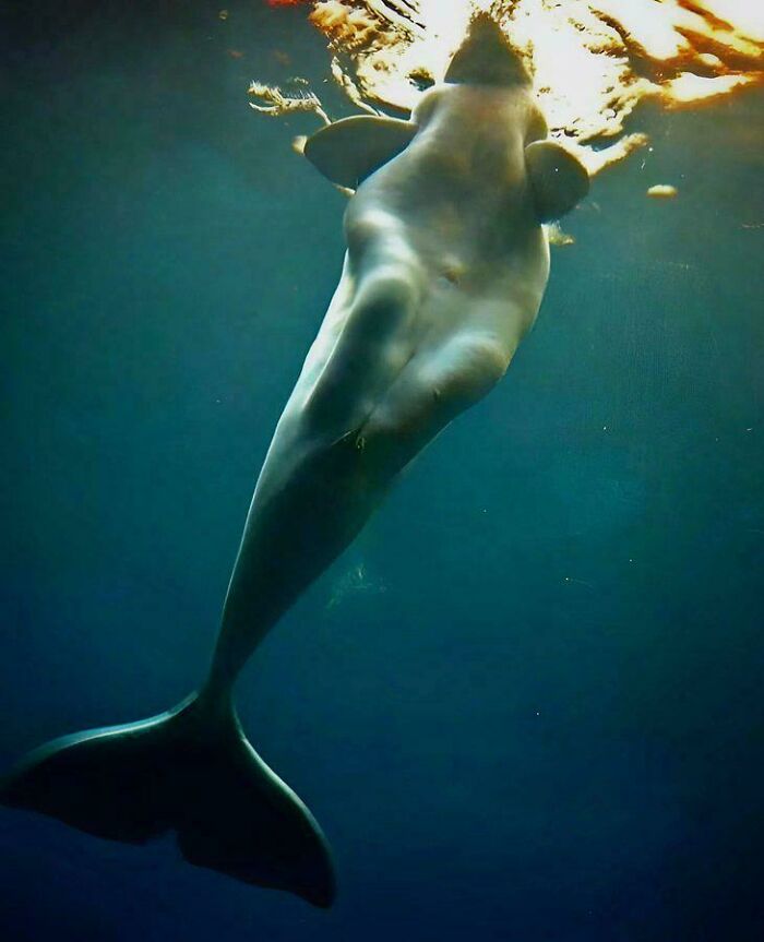 Rare ocean creature swimming upwards in deep blue water with sunlight filtering through the surface above.