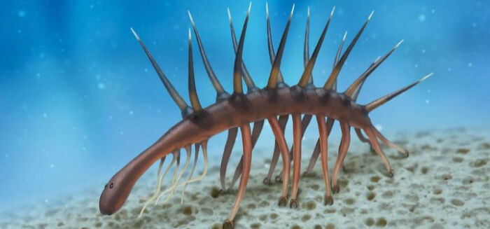 A rare ocean creature with multiple legs and spikes walking along the ocean floor in incredible ocean creatures pics.