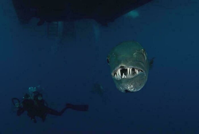 Ocean creature with sharp teeth swimming near a diver in deep blue water showcasing incredible ocean creatures pics.