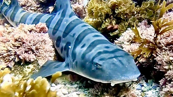 Close-up of a striped shark resting on the ocean floor among coral and marine plants, showcasing incredible ocean creatures.