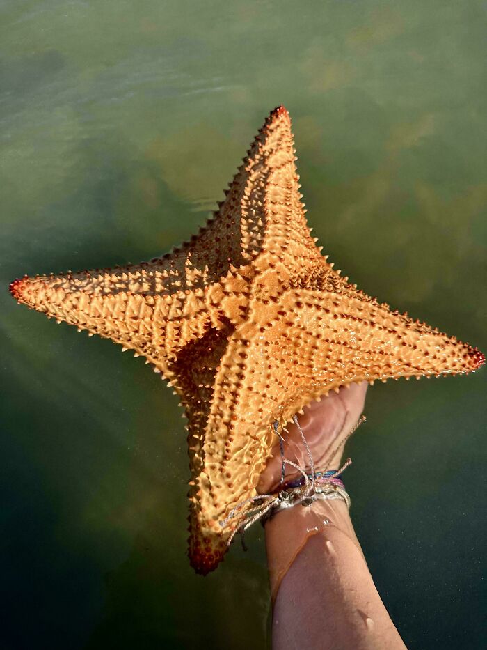 Hand holding a large spiky starfish in shallow water showcasing incredible oceans creatures pics.