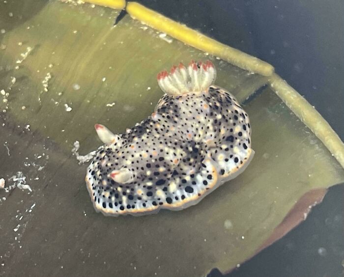 Spotted sea slug with white and black patterns resting on a green leaf underwater, showcasing incredible ocean creatures.