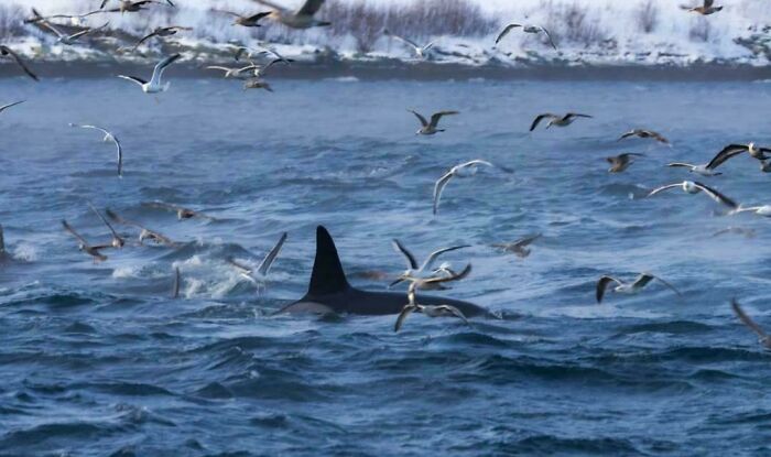 Orca dorsal fin breaking ocean surface surrounded by seagulls flying over water in incredible oceans creatures pics.
