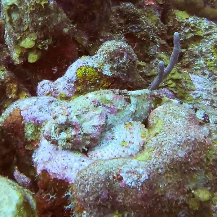 Camouflaged ocean creature blending with coral and rocky underwater environment in incredible oceans creatures pics.