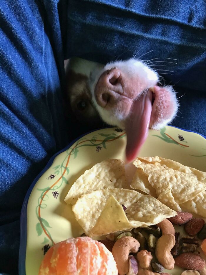 A silly dog licking a plate of snacks, showcasing animals making our lives better with their playful behavior.