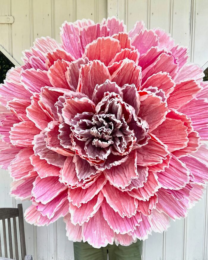 Giant pink tissue paper flower with layered petals held in front of a person against a white wooden background.