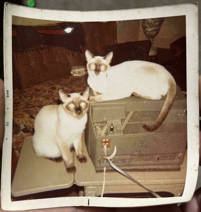 Two vintage cats resting on an old television set, illustrating vintage devices and technology from the past.