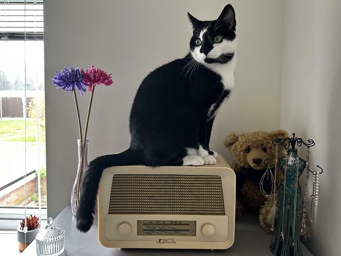 Black and white cat sitting on a vintage radio among flowers, teddy bear, and jewelry, highlighting vintage devices and technology.