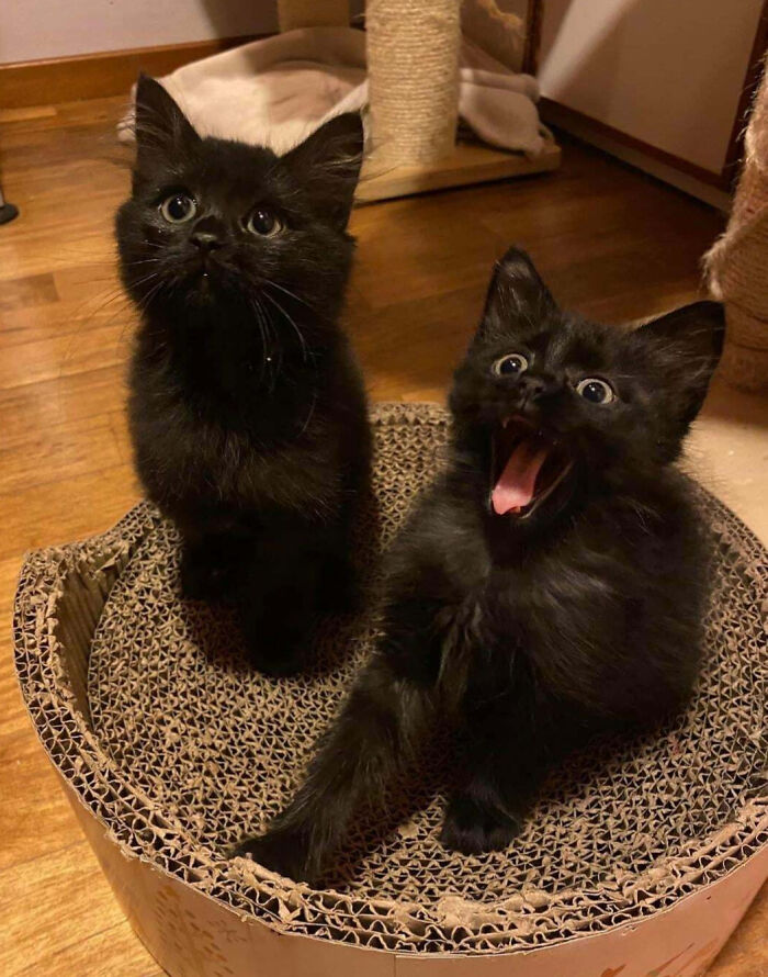 Two black kittens in a cardboard scratcher playing and being silly, showing how animals make our lives better.