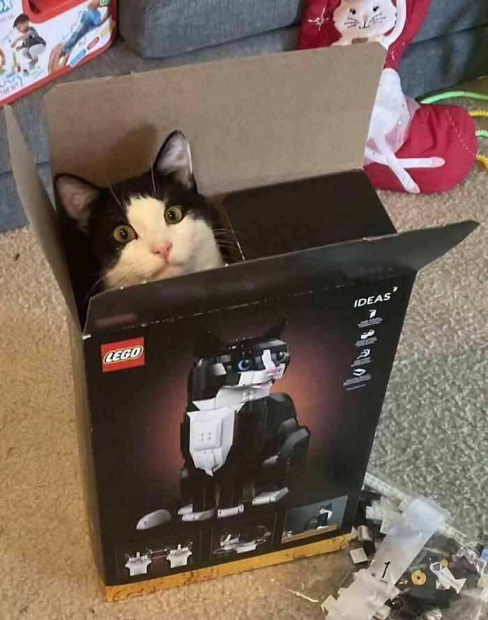 Black and white cat sitting inside a LEGO box, showcasing animals making our lives better by being silly and playful.