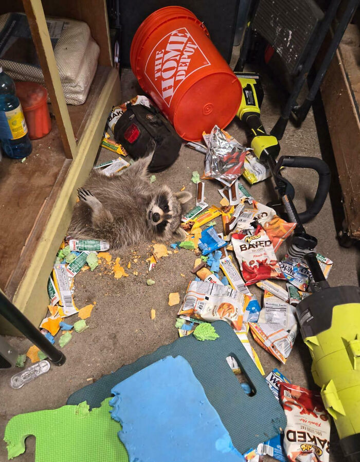 Raccoon making a mess with snacks and items scattered on the floor, showing animals being their silly little selves.