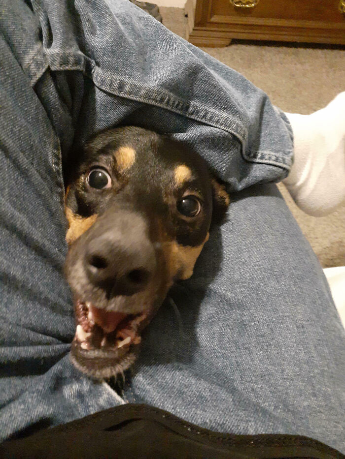 Playful dog peeking from between legs, showcasing silly animal behavior that brightens our lives and brings joy.