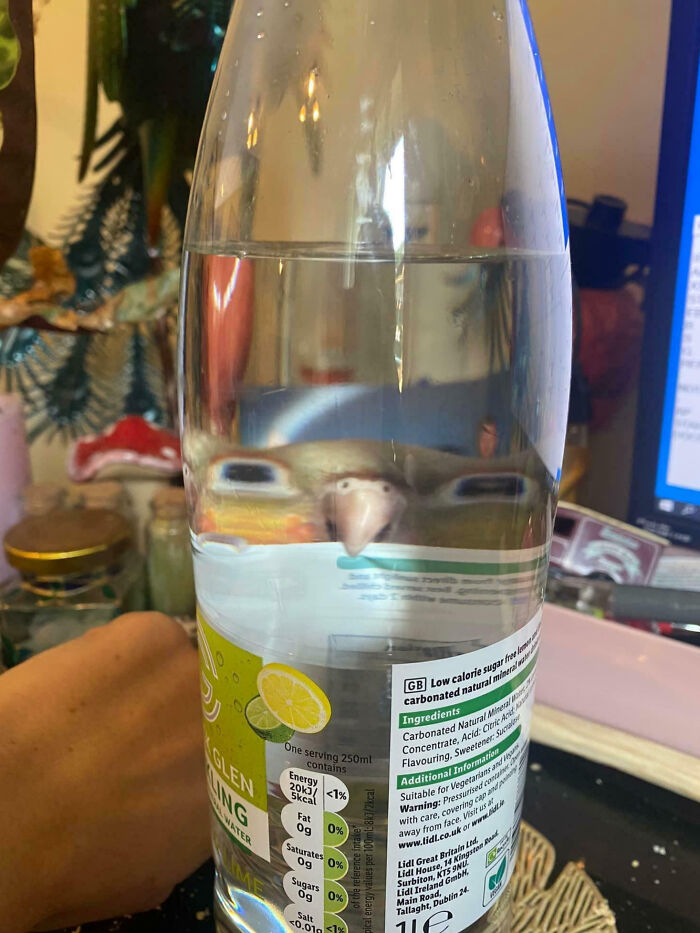 Clear water bottle with a bird’s face distorted through the glass, showing animals making our lives better in silly ways.