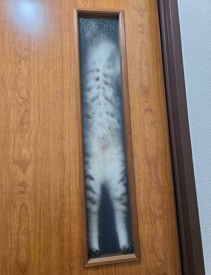 Cat pressed against narrow glass panel in wooden door, showcasing one of the funny moments animals make our lives better.