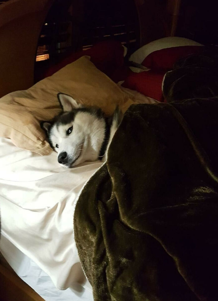 Husky lying in bed under a blanket, showing animals making our lives better with their silly and cute behavior.