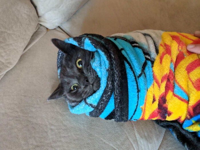 Black cat wrapped in colorful blankets lying on a couch, showcasing animals making our lives better by being silly.