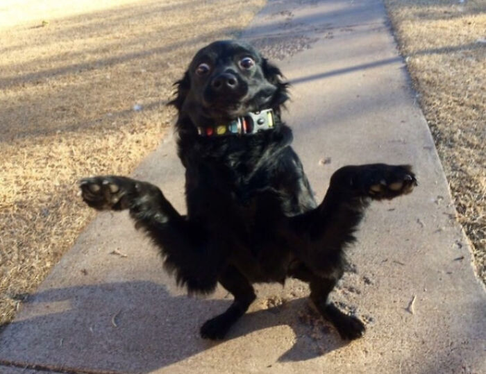 Black dog making a silly pose outdoors, showcasing funny and adorable animal behavior that brightens our lives.