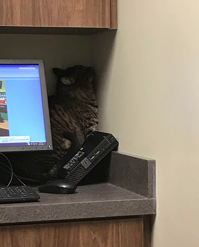 Tabby cat squeezing between computer monitor and wall, showing silly animal behavior brightening everyday life.