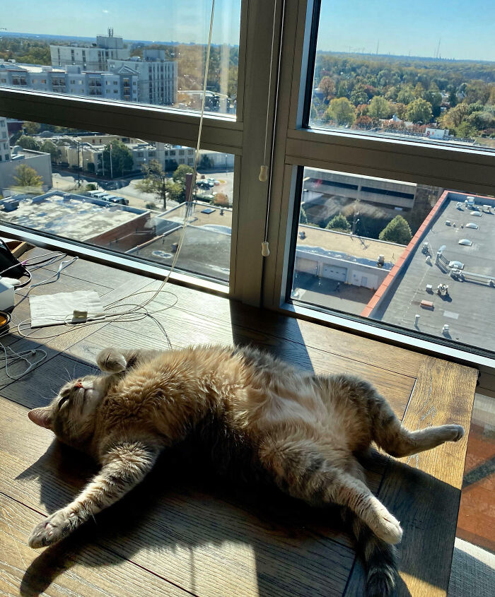 Tabby cat lying on its back in the sunlight by a window, one of the animals making our lives better with their silly antics.