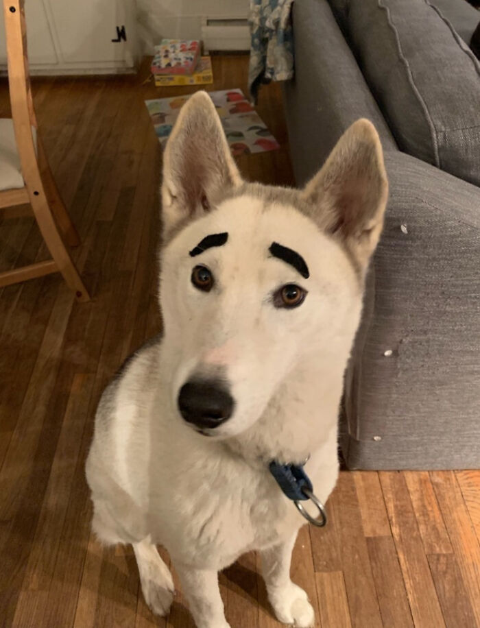 White dog with black drawn-on eyebrows sitting on a wooden floor, showcasing animals making life better by their silly behavior.
