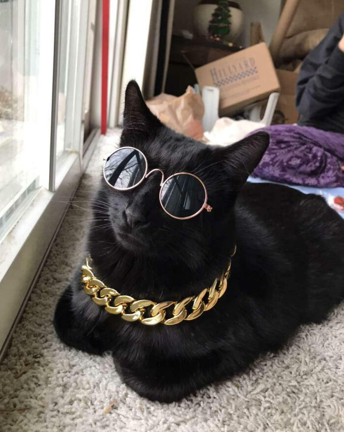 Black cat wearing round sunglasses and a gold chain, showcasing animals making our lives better with their silly little selves.