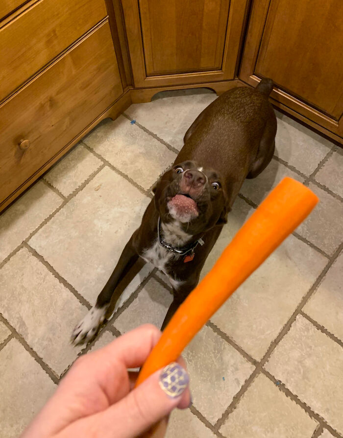 A playful dog making a silly face in the kitchen, showcasing animals making our lives better by being silly.