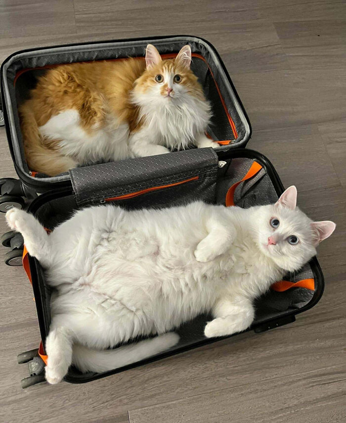Two fluffy cats lounging inside open suitcases, showcasing animals making our lives better with their silly behavior.