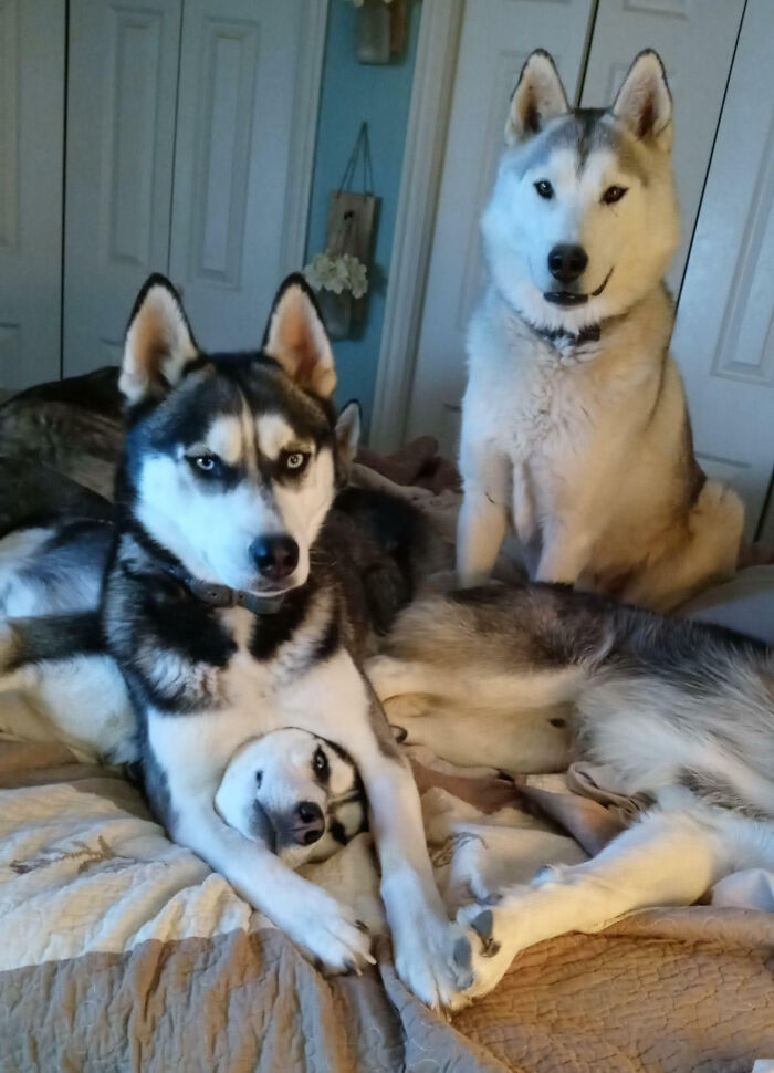 Three Siberian Huskies lounging on a bed, showcasing silly and playful animal behavior that brightens our lives.