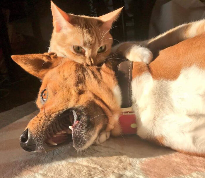 A silly dog and cat playfully interacting, showcasing animals making our lives better with their joyful and silly little selves.