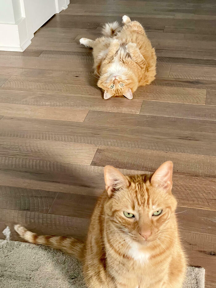 Two orange cats on wooden floor, one sitting calmly and the other lying on its back being silly animals brightening life.