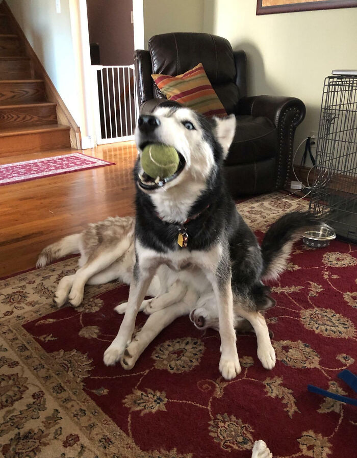 Husky playfully holding a tennis ball with another dog lying underneath them, showcasing silly animal moments indoors.