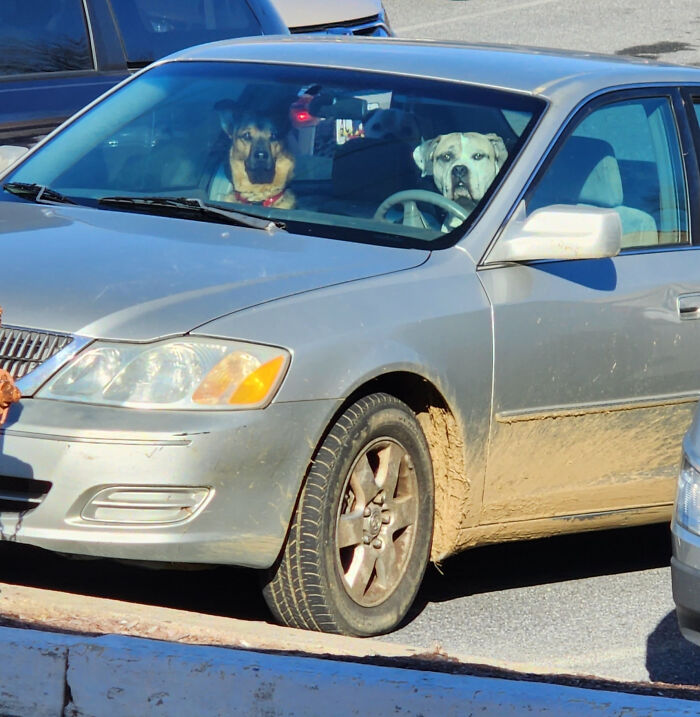 Two dogs sitting in the front seats of a car, showcasing animals making life better with their silly behavior.