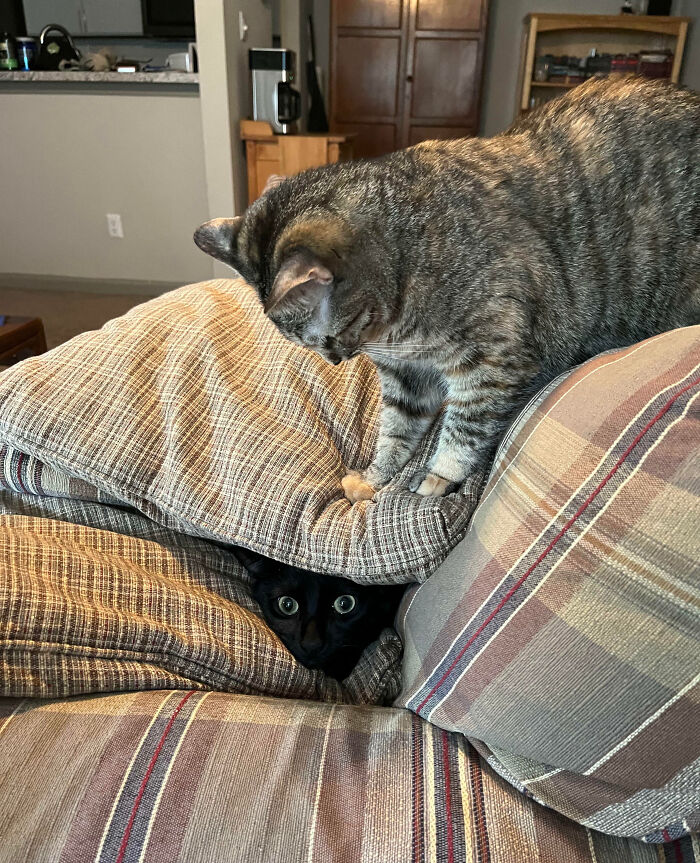 Two cats being silly on striped couch cushions, showcasing the charm of animals making our lives better.