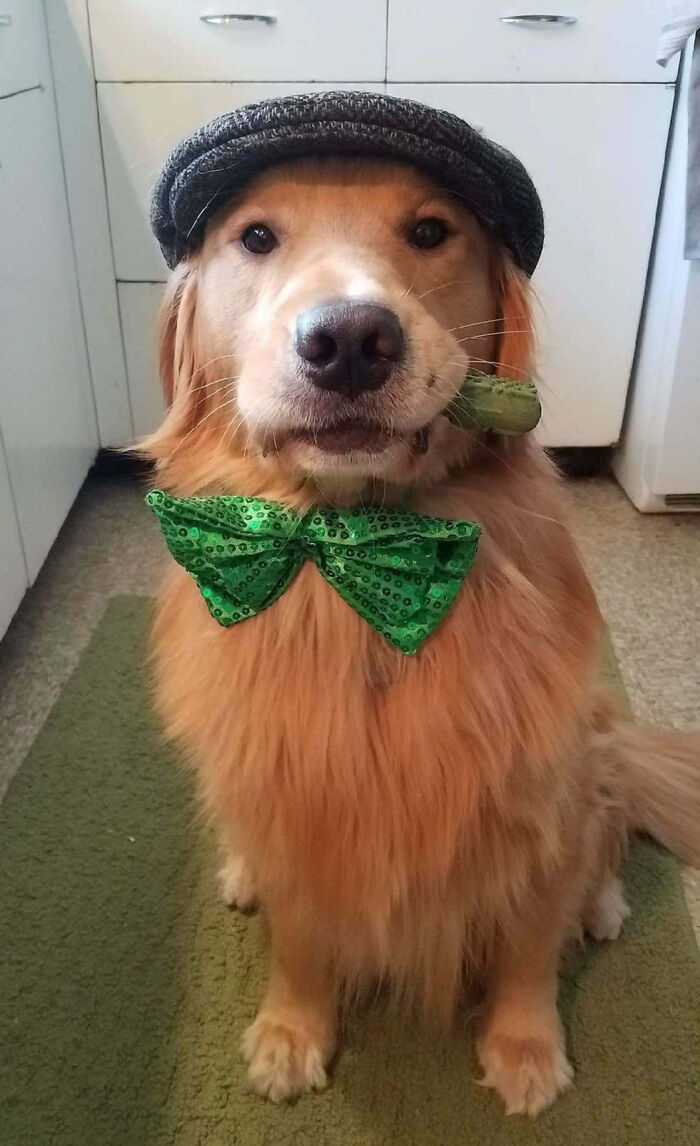 Golden retriever wearing a hat and green bow tie holding a pickle, showcasing animals making our lives better by being silly.
