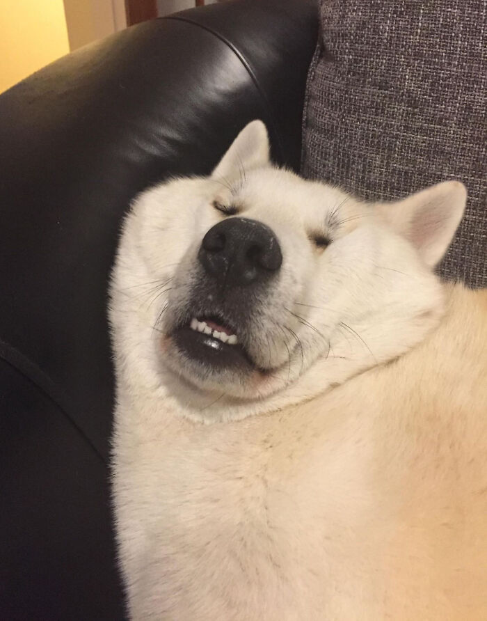 Fluffy dog making a silly face while resting on a couch, showcasing animals making our lives better with their charm.