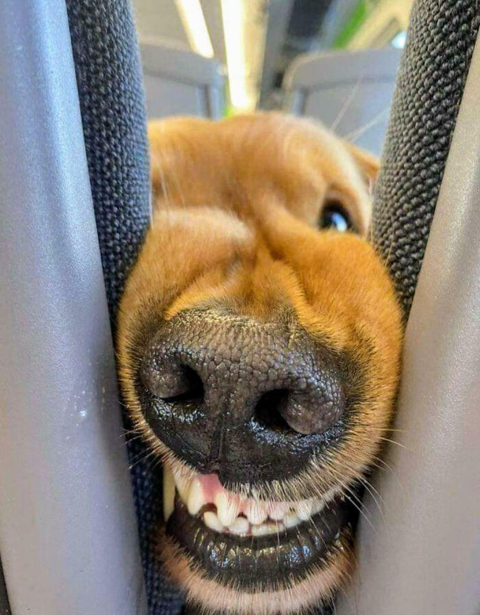 Close-up of a dog's silly face pressed between cushions, showing its nose and teeth in a playful moment of animals making life better.