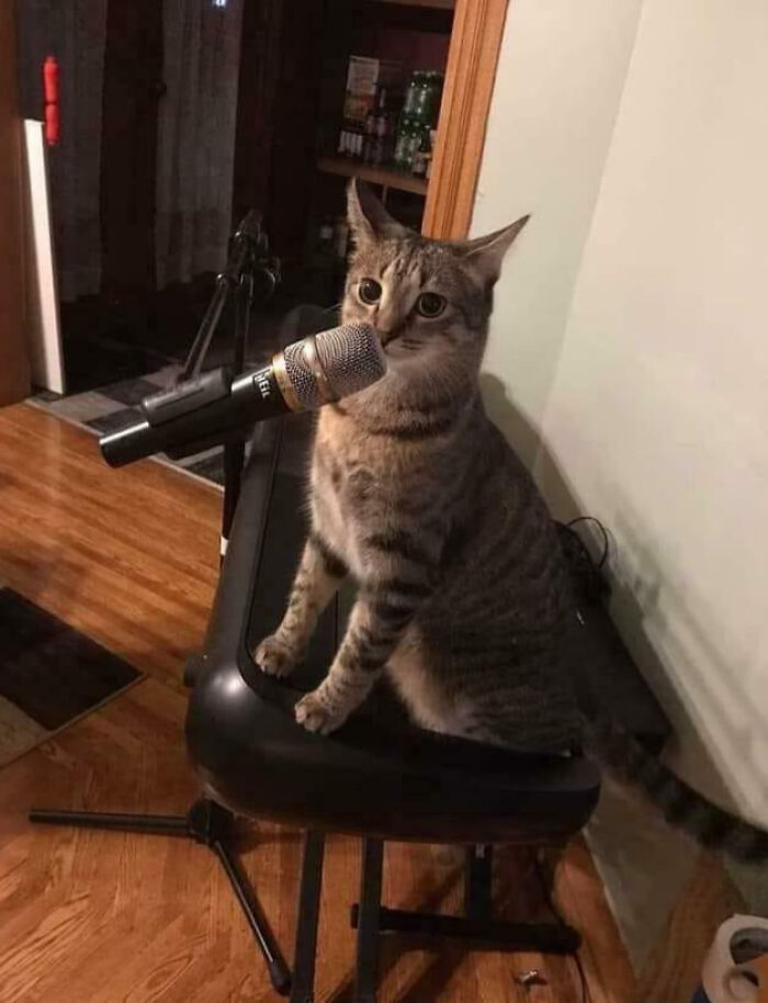 Tabby cat sitting on a keyboard bench, playfully using a microphone, showcasing animals making our lives better with their silly selves.