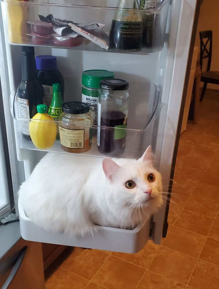 White cat sitting inside the refrigerator door shelf showing silly animal behavior making our lives better.