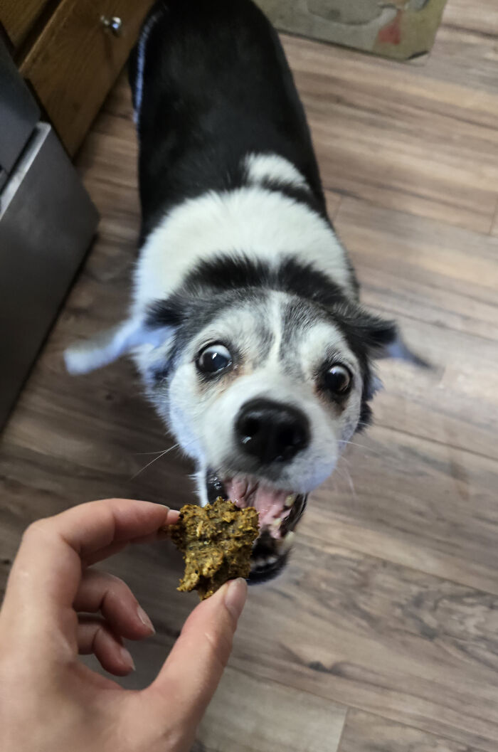 A playful dog eagerly reaching for a treat, showcasing the joy animals bring by being their silly little selves.