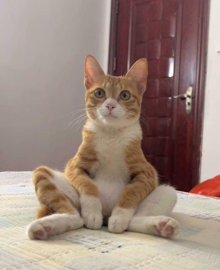Ginger and white cat sitting in a silly pose on a bed, showcasing animals making our lives better in playful moments.