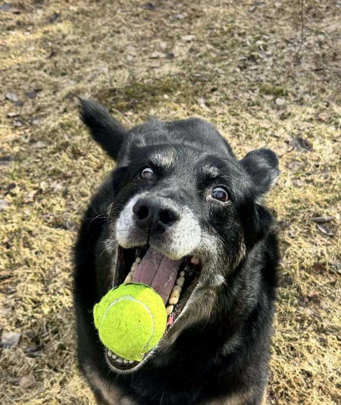 Black dog holding a tennis ball in its mouth outside, showcasing animals making our lives better with their playful nature.