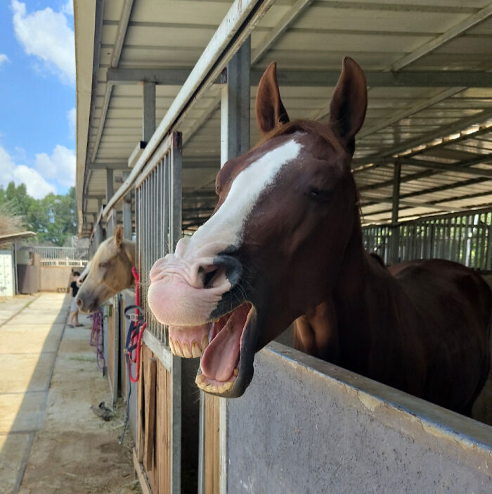 A brown horse making a silly face inside a stable, showcasing animals bringing joy with their playful behavior.