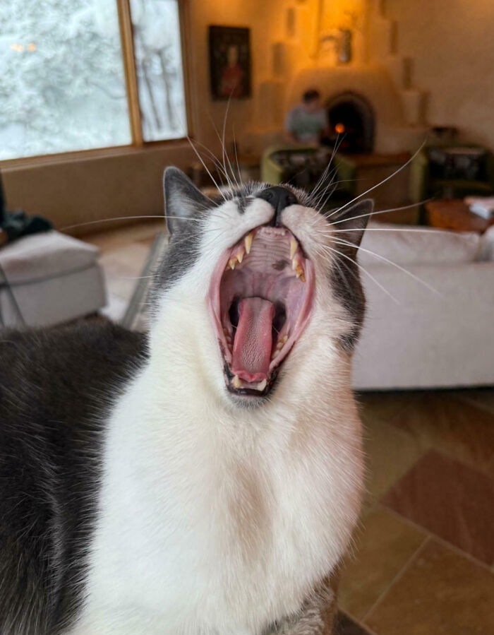 Gray and white cat yawning widely indoors, showing teeth and tongue, capturing animals making lives better moments.