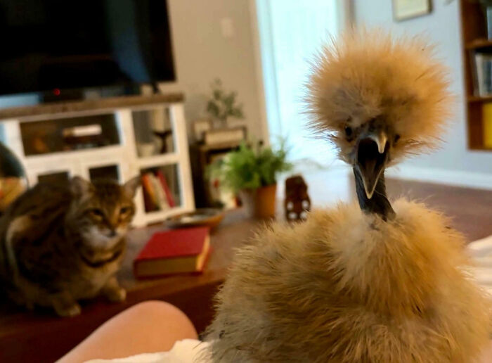 Fluffy chick with a surprised expression indoors while a curious cat watches, showcasing animals making life better.