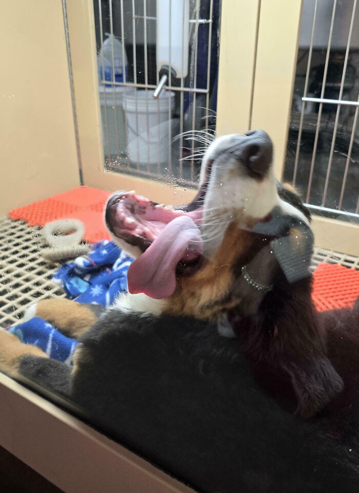 Playful dog with tongue out and mouth wide open behind glass, showcasing animals bringing joy through silly behavior.