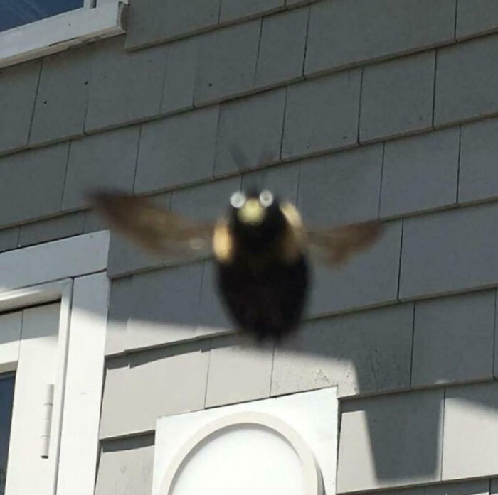 A close-up of a bumblebee hovering near a house exterior, showcasing animals making life better with their silly behavior.