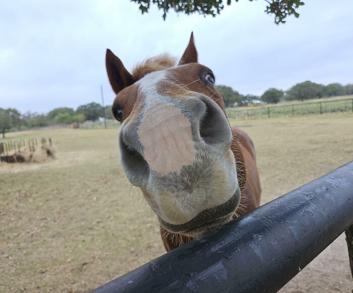Close-up of a horse’s silly face by a fence, capturing the charm that makes animals improve our lives joyfully.