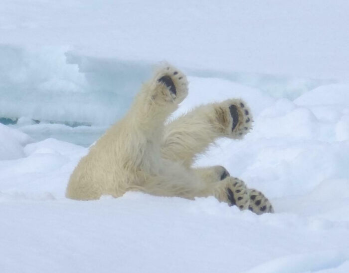 Polar bear lying on its back with paws in the air in snow, showing silly animal behavior that brightens our lives.