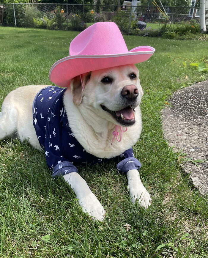 Happy dog wearing a pink hat and blue shirt, showcasing animals making our lives better with their silly little selves.